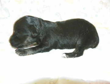 click on me to see me grow
